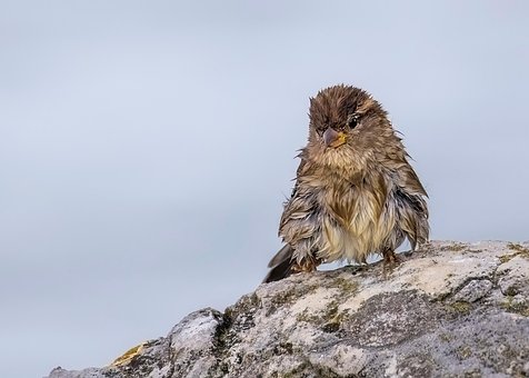 Free I Will Pass Bird photo and picture