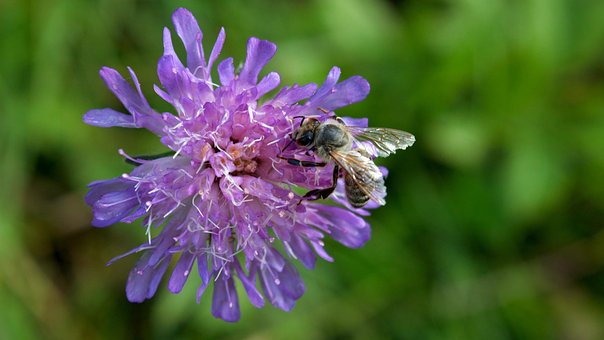 Lilla Blomst, Honningbi, Bestøvning