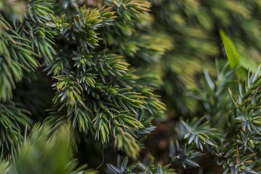 Free Nature Plant photo and picture