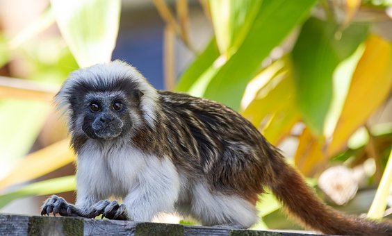Lisztaffe, Saguinus Oedipus, Pattedyr