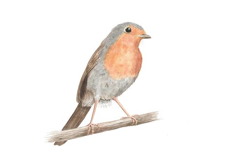 Free Robin Bird illustration and picture