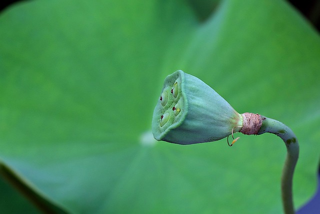 Free Lotus Seed photo and picture