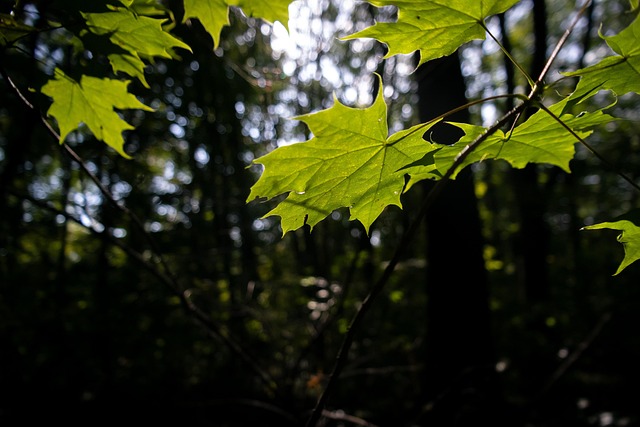 Herbst, Wald, Blätter, Die Natur