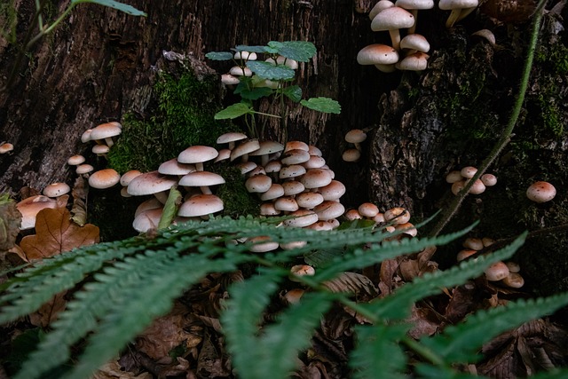 Pilze, Stumpf, Wald, Herbst, Natur