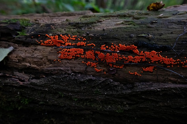 Pilze, Wald, Die Natur, Baum
