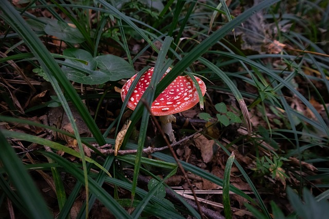 Die Natur, Fliegenpilz, Pilz, Wald