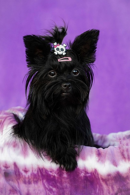 สุนัข, Yorkie, สัตว์เลี้ยง, ภายในประเทศ