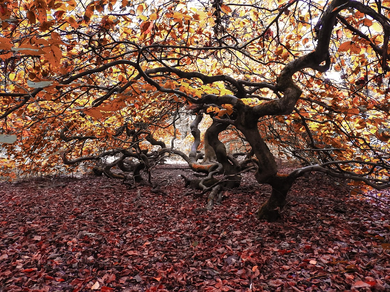 Free Tree Forest photo and picture