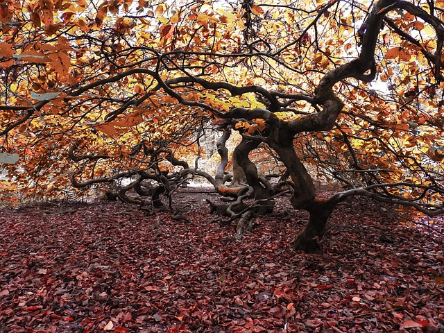 Free Tree Forest photo and picture