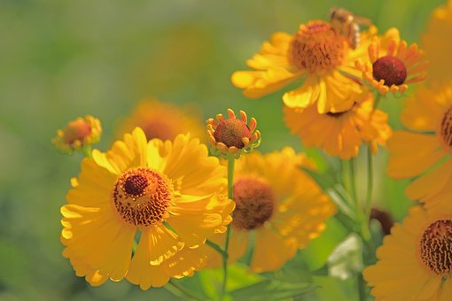ดอกไม้, Coneflowers, กลีบ, บุปผา, บาน