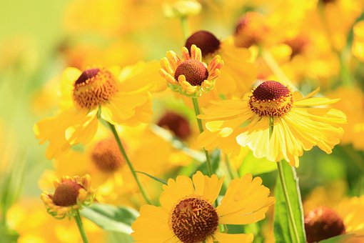 ดอกไม้, Coneflowers, กลีบ, บุปผา, บาน