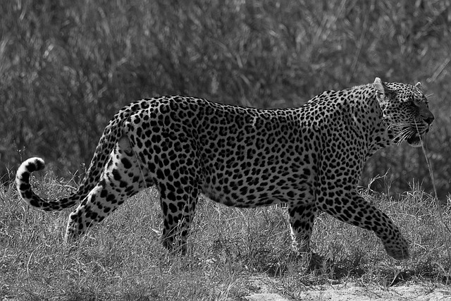 Free Leopard Feline photo and picture