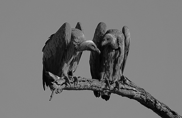 Free Vulture Bird photo and picture