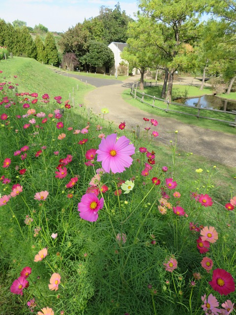 Free Funabashi Anderson Park Autumn Flowers photo and picture