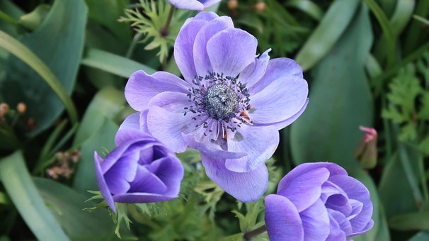 Free Flowers Anemone photo and picture