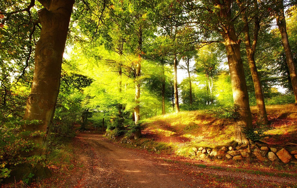 森林 自然 良い - Pixabayの無料写真 - Pixabay