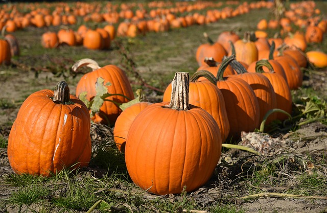 Pumpkins Pumpkin Patch Field - Free photo on Pixabay - Pixabay