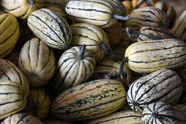 pumpkins, autumn, gourds, field, farm, harvest, fall, vegetables, farm, farm, vegetables, vegetables, vegetables, vegetables, vegetables