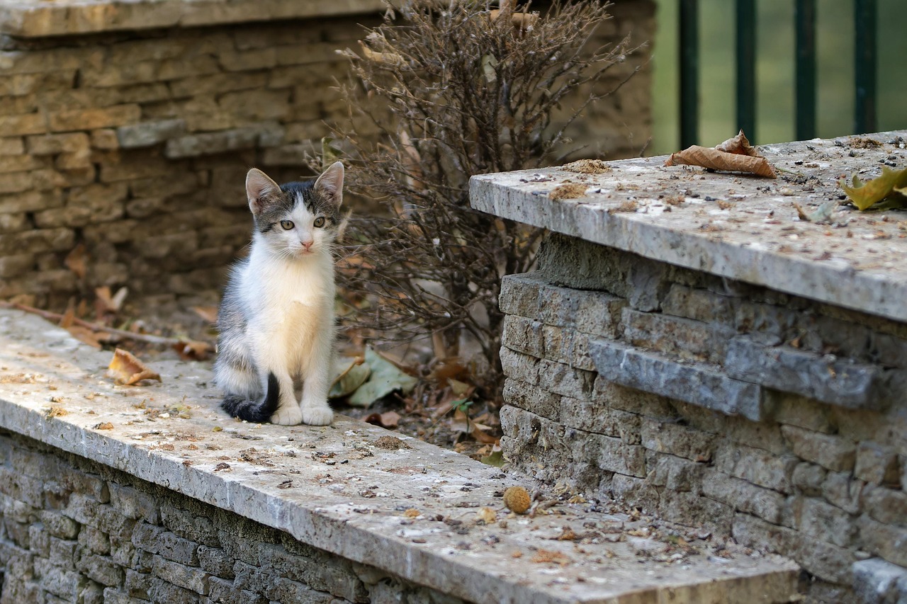 Cat - free online jigsaw puzzle photo
