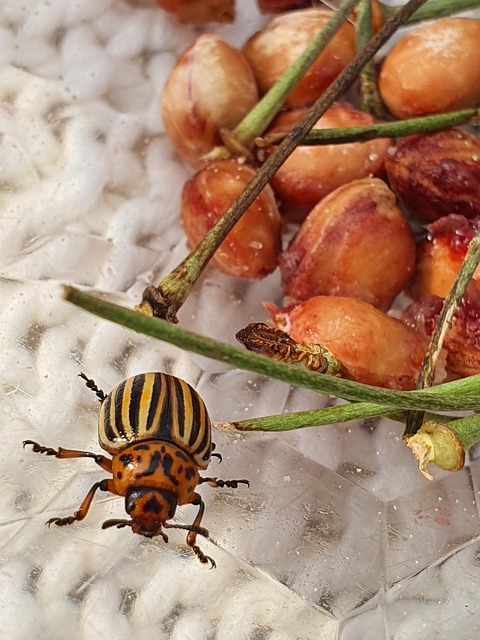 Free Beetle Nature photo and picture