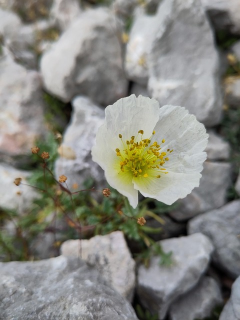 Free Flower Nature photo and picture