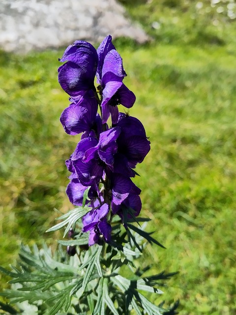 Free Flower Nature photo and picture