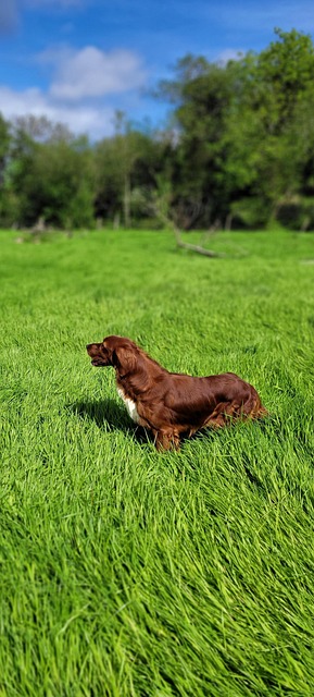Free Red Setter Donegal photo and picture