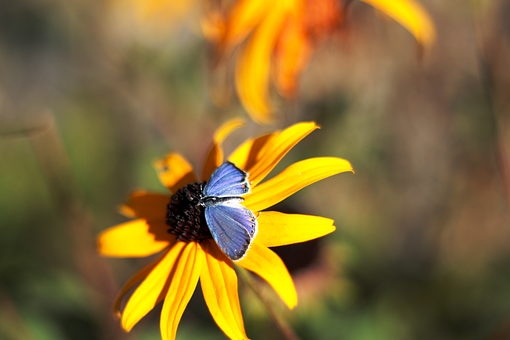 Sommerfugl, Insekt, Blomst, Coneflower
