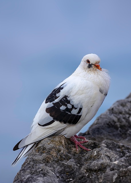Free Pigeon Colombia photo and picture