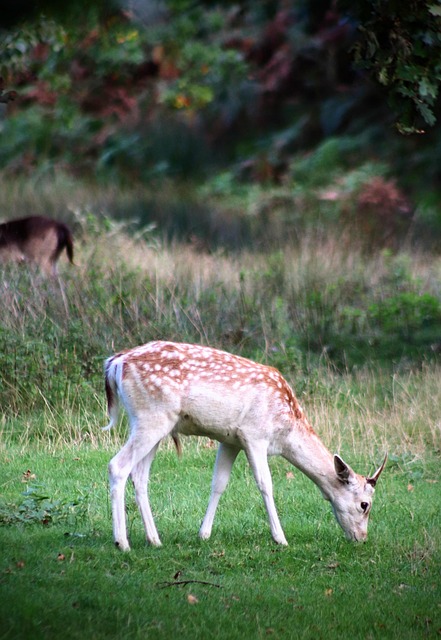 Hjort, Dyr, Natur, Parkere, England