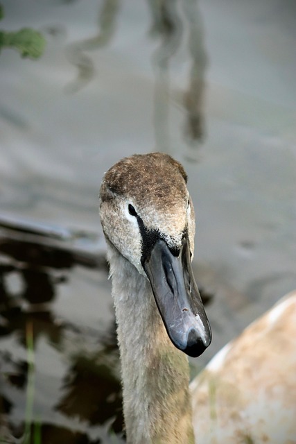 Svane, Ungdoms, Fugl, Natur, Vand, Dam