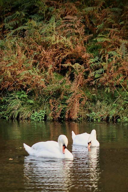 Svane, Fugl, Natur, Dam, Sø, Parkere