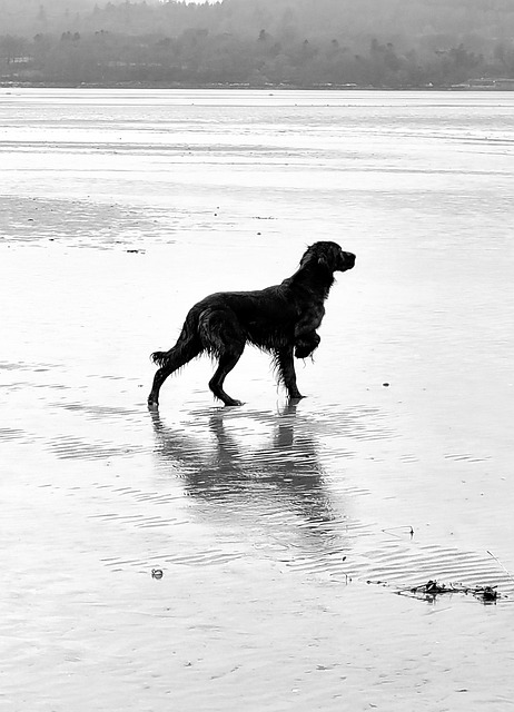 Free Red Setter Donegal photo and picture