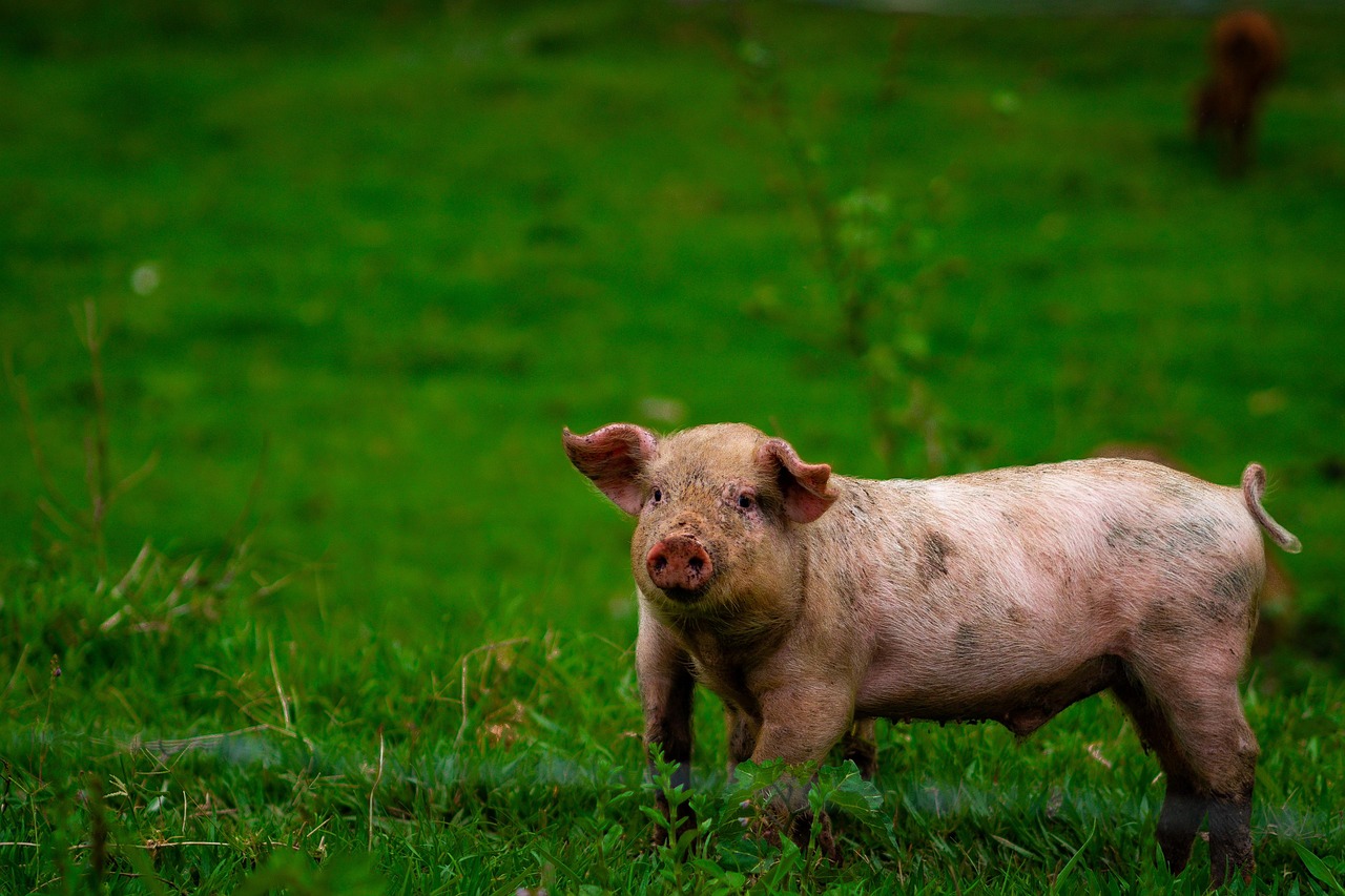 Pig Animal Farm Free Photo On Pixabay Pixabay pig-animal-farm-free-photo-on-pixabay-pixabay
