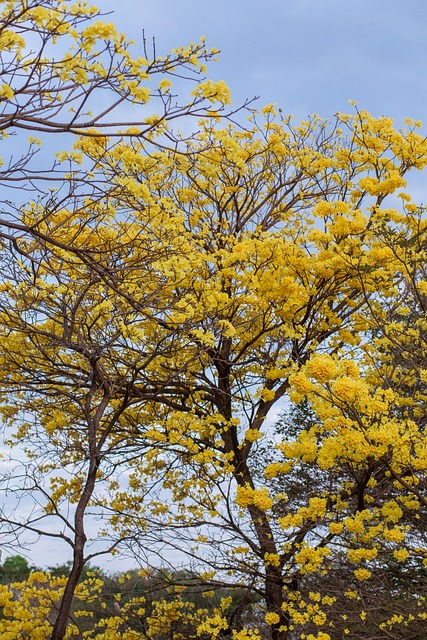 Ipê, Natur, Træ, Blomst, Skov, Brazi