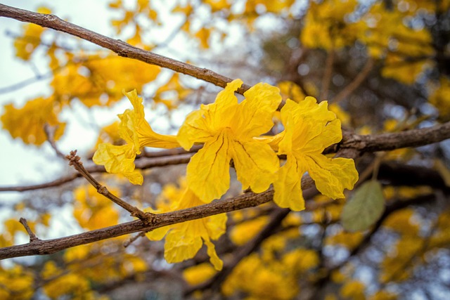 Træ, Blomst, Yello, Brazi, Ipê