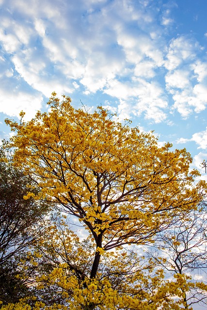 Blomst, Natur, Brasilien, Gul, Sommer