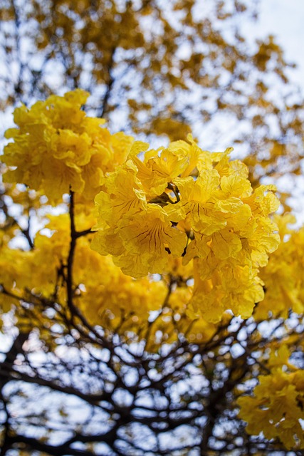 Blomst, Træ, Kronblade, Blomstre, Natur