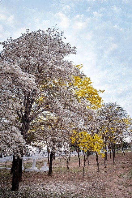 Natur, Træ, Blomst, Ipê, Brasilien