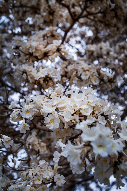 Natur, Blomst, Ipê, Brazi, Træ