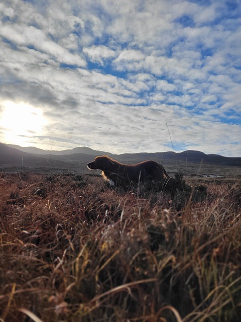 Free Red Setter Donegal photo and picture