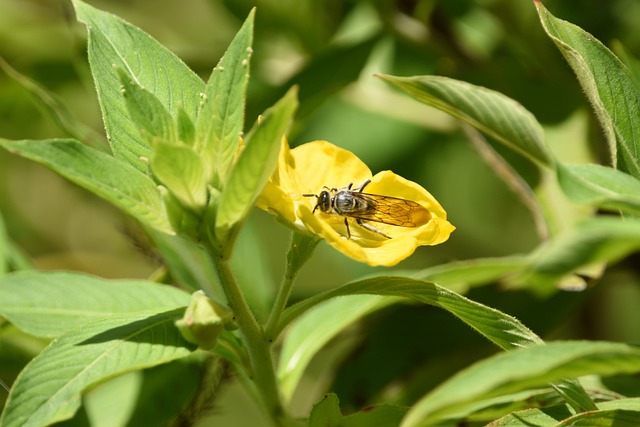 Fjerbenet Scoliid Hveps, Hveps, Insekt