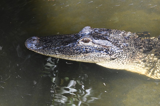 Krybdyr, Amerikansk Alligator, Alligator