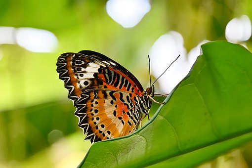 Schmetterling, Insekt, Natur, Garten