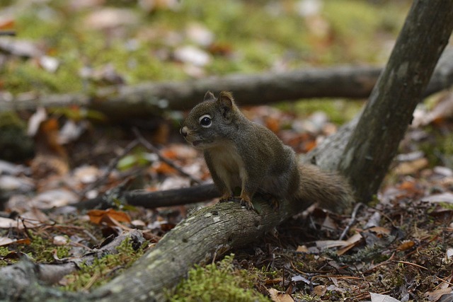 Eichhörnchen Amerikanisches Rotes - Kostenloses Foto auf Pixabay - Pixabay