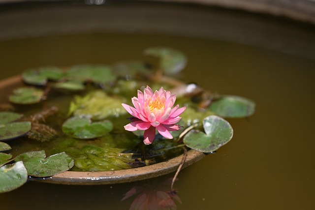 Free Lotus Flower photo and picture