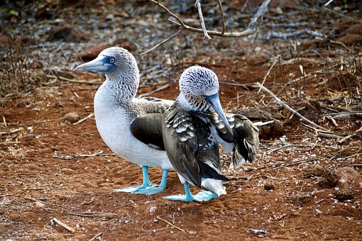 Pássaro, Animal, Cisne, Beija Flor