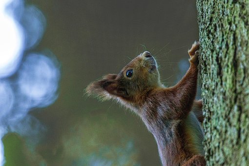 Free Squirrel Tree photo and picture