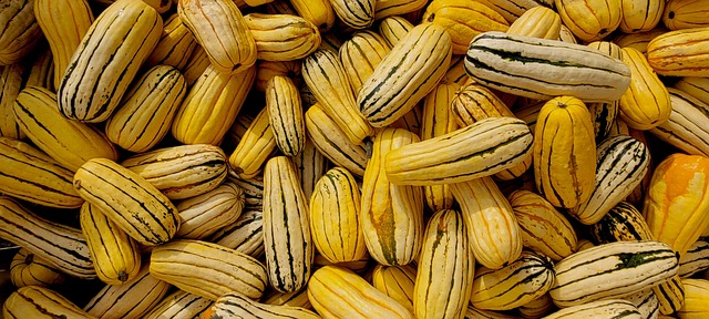 Squash, Grøntsager, Høst, Landbrug