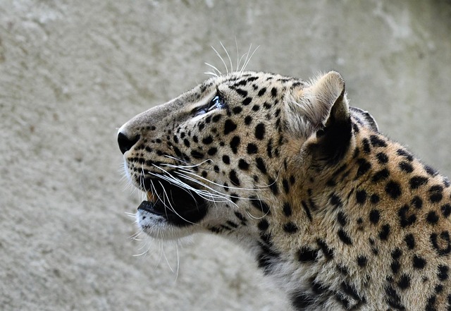 Free Leopard Nature photo and picture